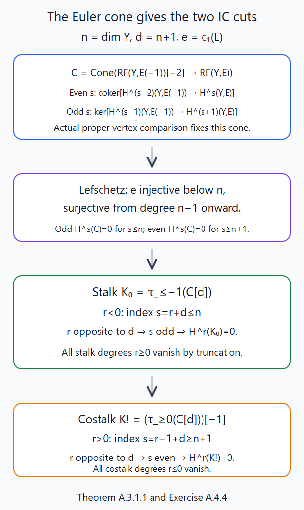 The Euler-cone vanishing ranges and the exact stalk and costalk truncation indices