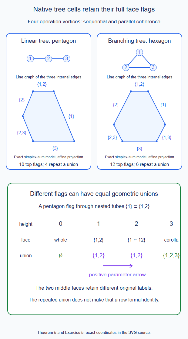 Exact pentagonal and hexagonal native tree cells and their retained flag labels.
